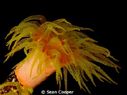 Cup coral. Taken with Canon G10 and ES350-DS Epoque Strobe by Sean Cooper 